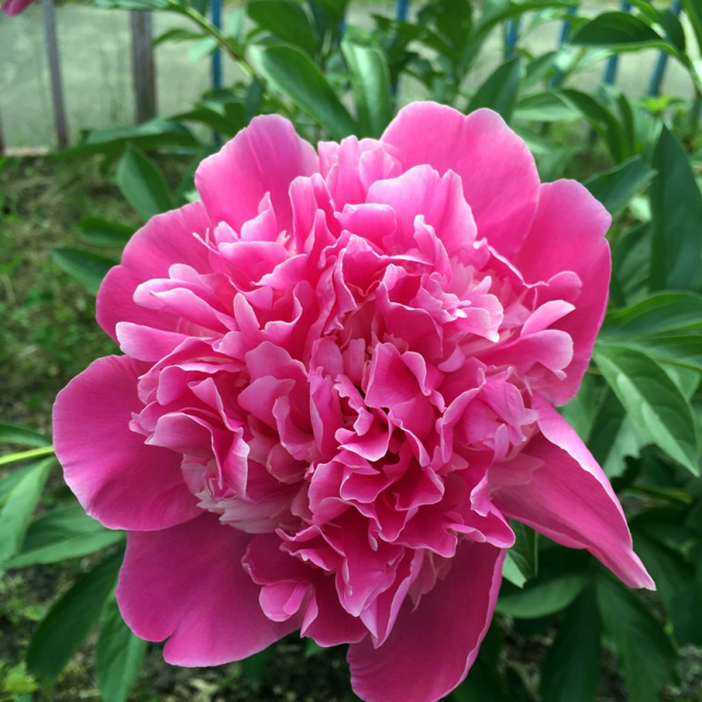 Paeonia lactiflora Amabilis