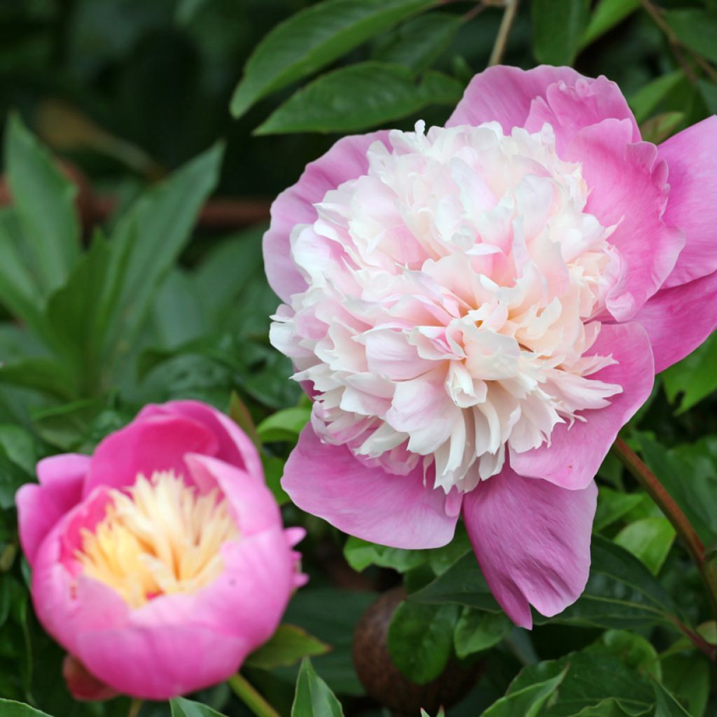 Paeonia lactiflora Bowl of Beauty