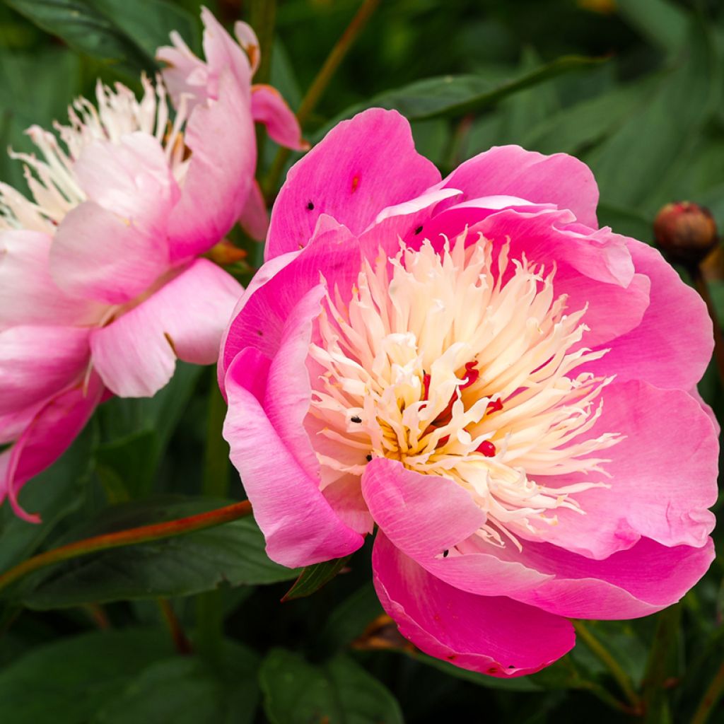 Paeonia lactiflora Bowl of Beauty