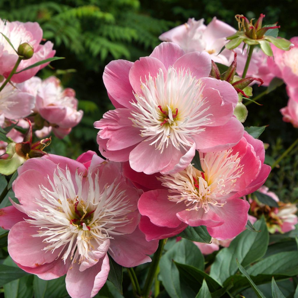 Paeonia lactiflora Bowl of Beauty