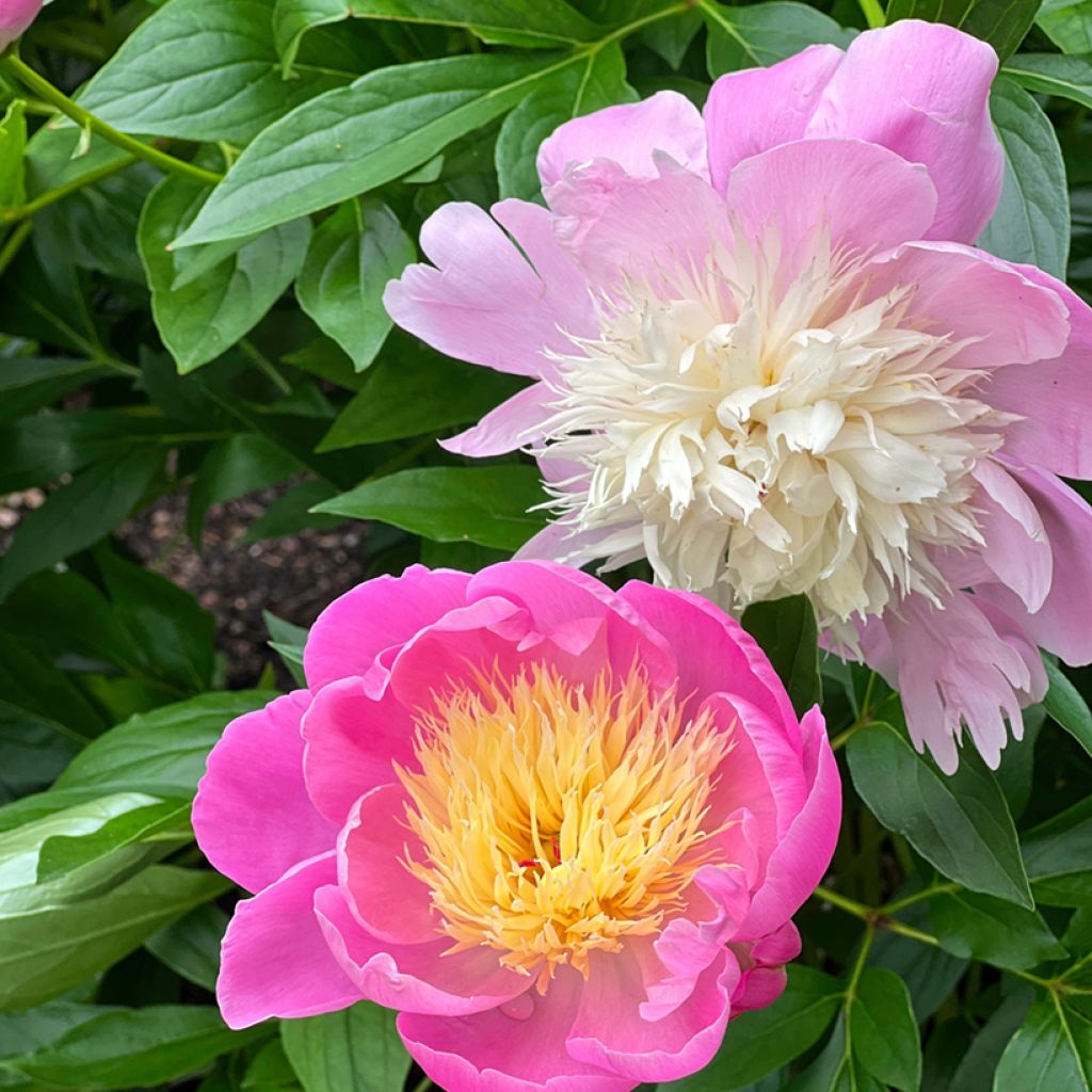 Paeonia lactiflora Bowl of Beauty