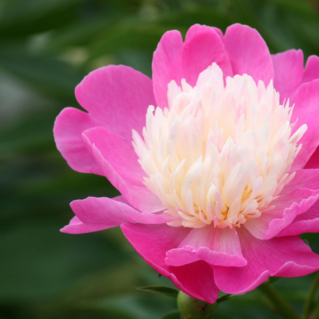 Paeonia lactiflora Bowl of Beauty