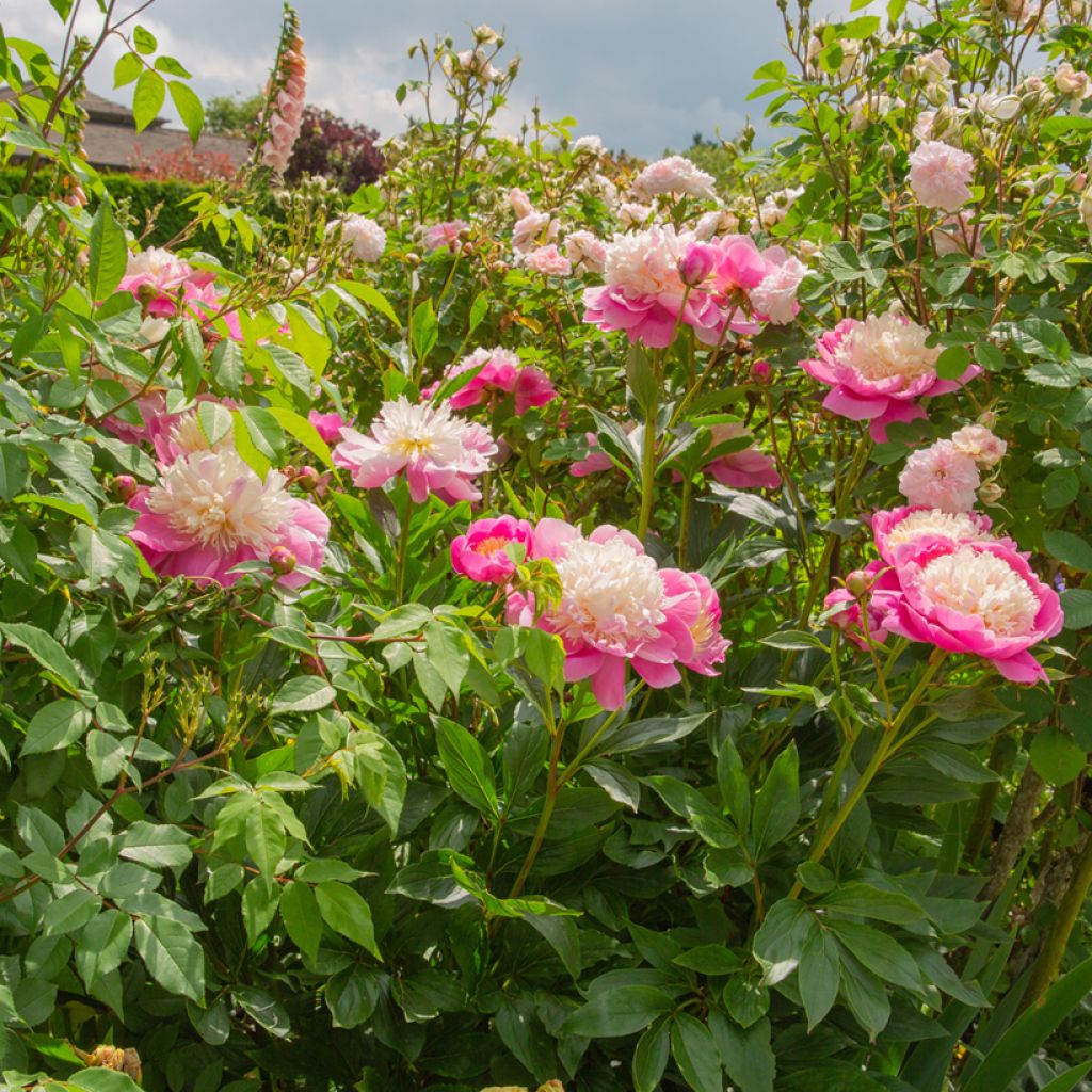 Paeonia lactiflora Bowl of Beauty