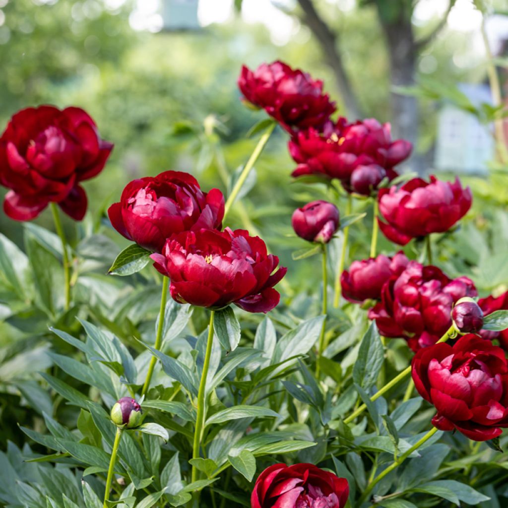 Paeonia lactiflora Buckeye Belle