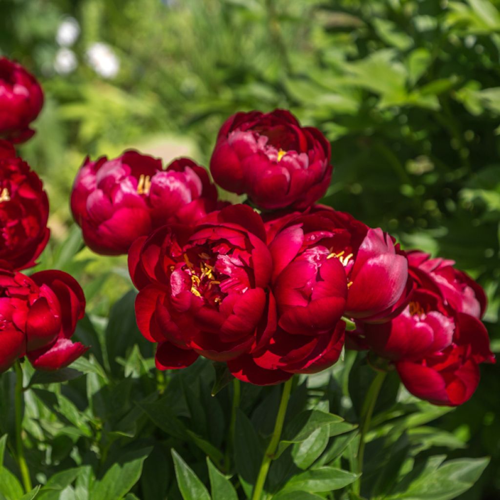 Paeonia lactiflora Buckeye Belle