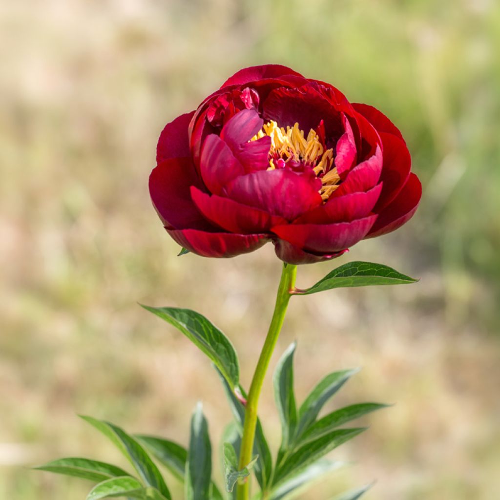 Paeonia lactiflora Buckeye Belle