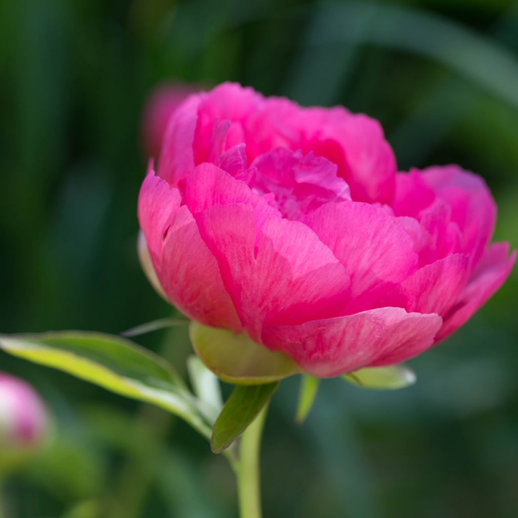 Paeonia lactiflora Cytherea