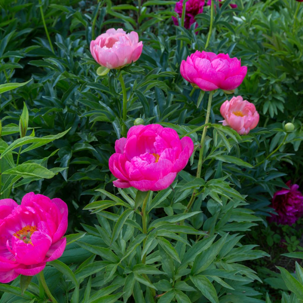 Paeonia lactiflora Cytherea