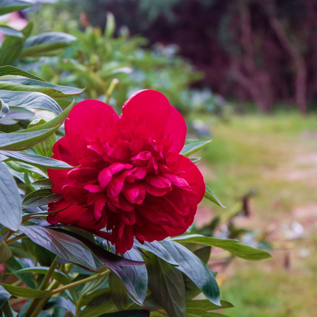 Paeonia lactiflora Diana Parks - Chinese Peony with double carmine red ...