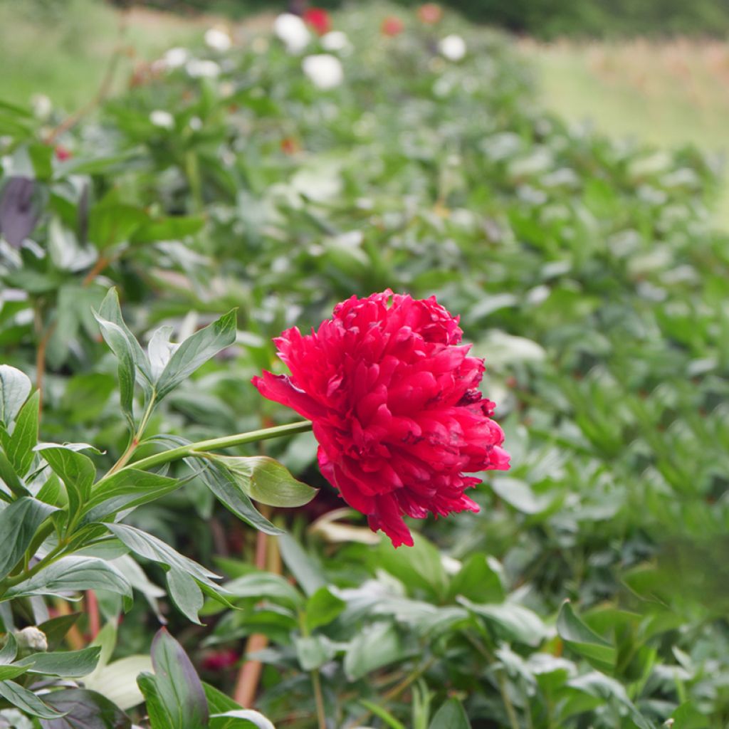 Paeonia lactiflora Diana Parks - Chinese Peony with double carmine red ...