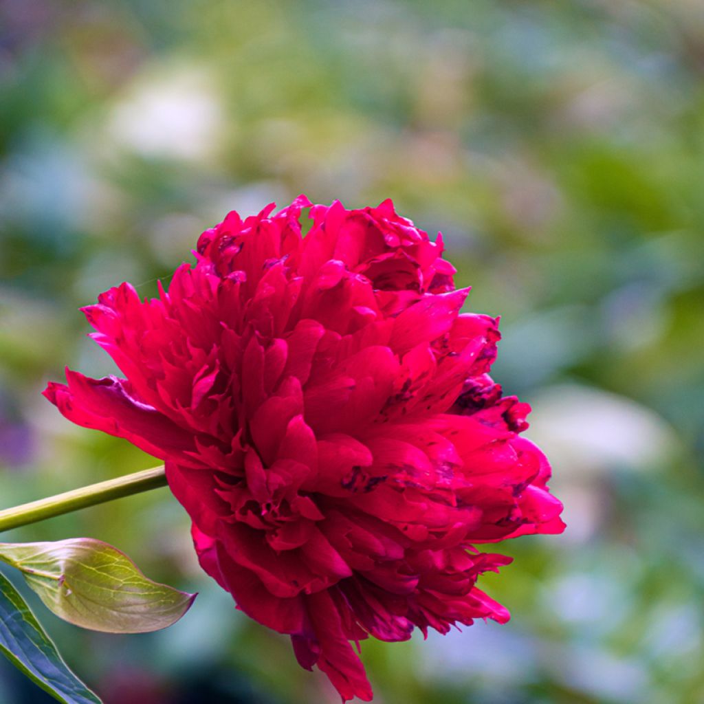 Paeonia lactiflora Diana Parks - Chinese Peony with double carmine red ...