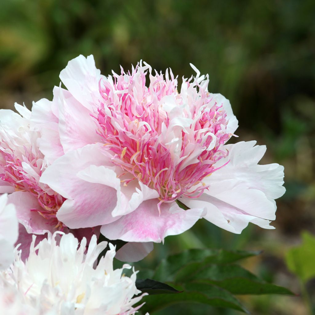 Paeonia lactiflora Do Tell