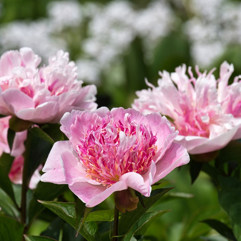 Paeonia lactiflora Do Tell