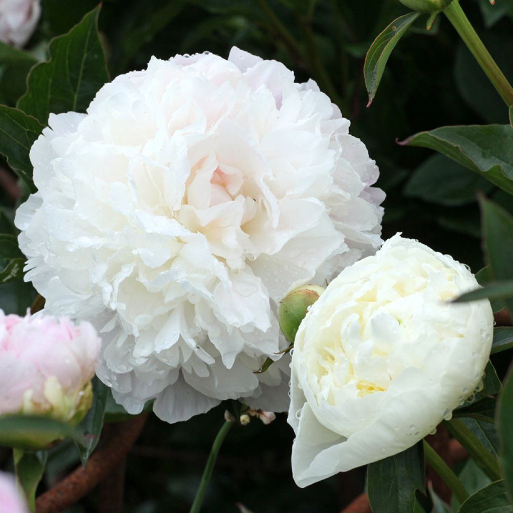 Paeonia lactiflora Duchesse de Nemours