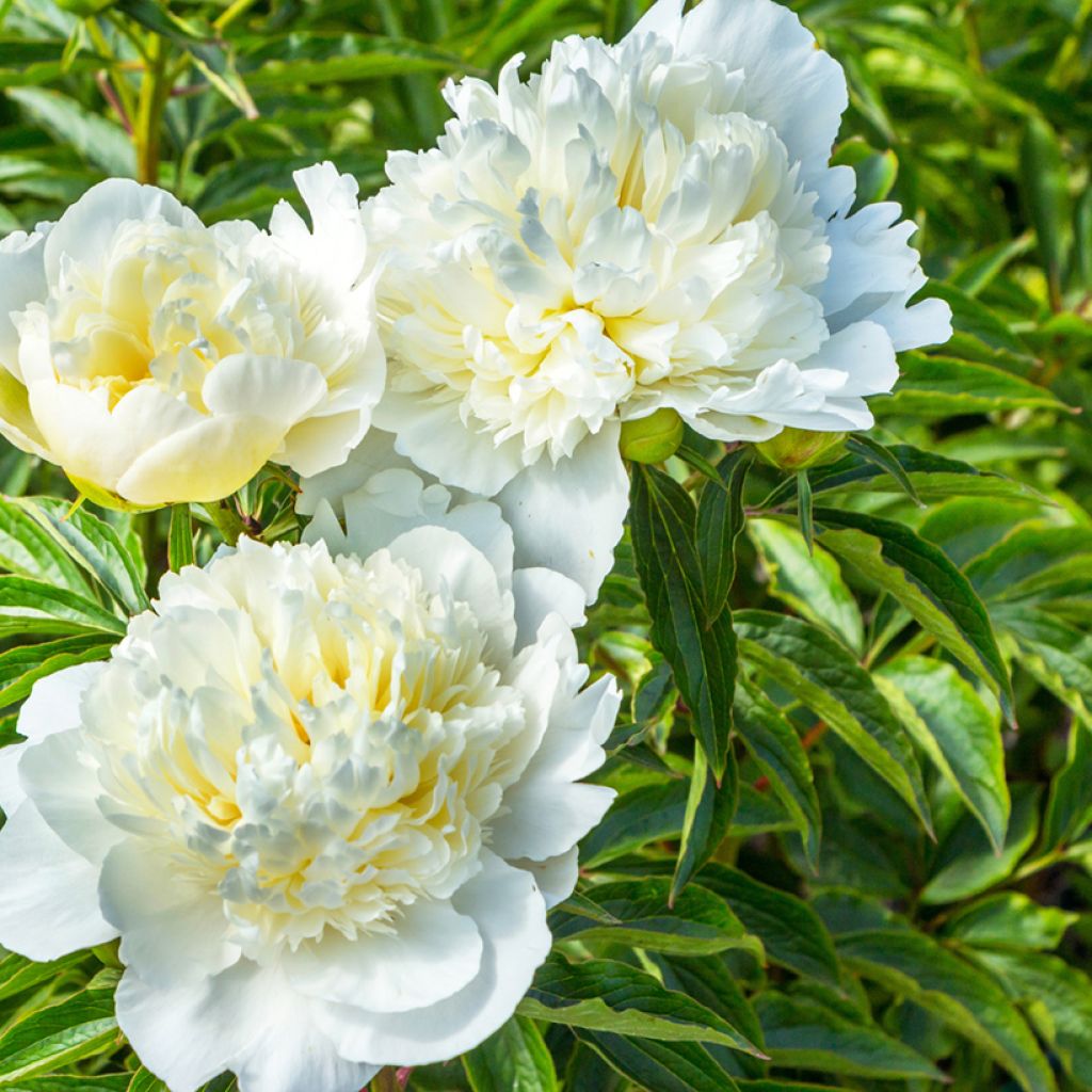 Paeonia lactiflora Duchesse de Nemours