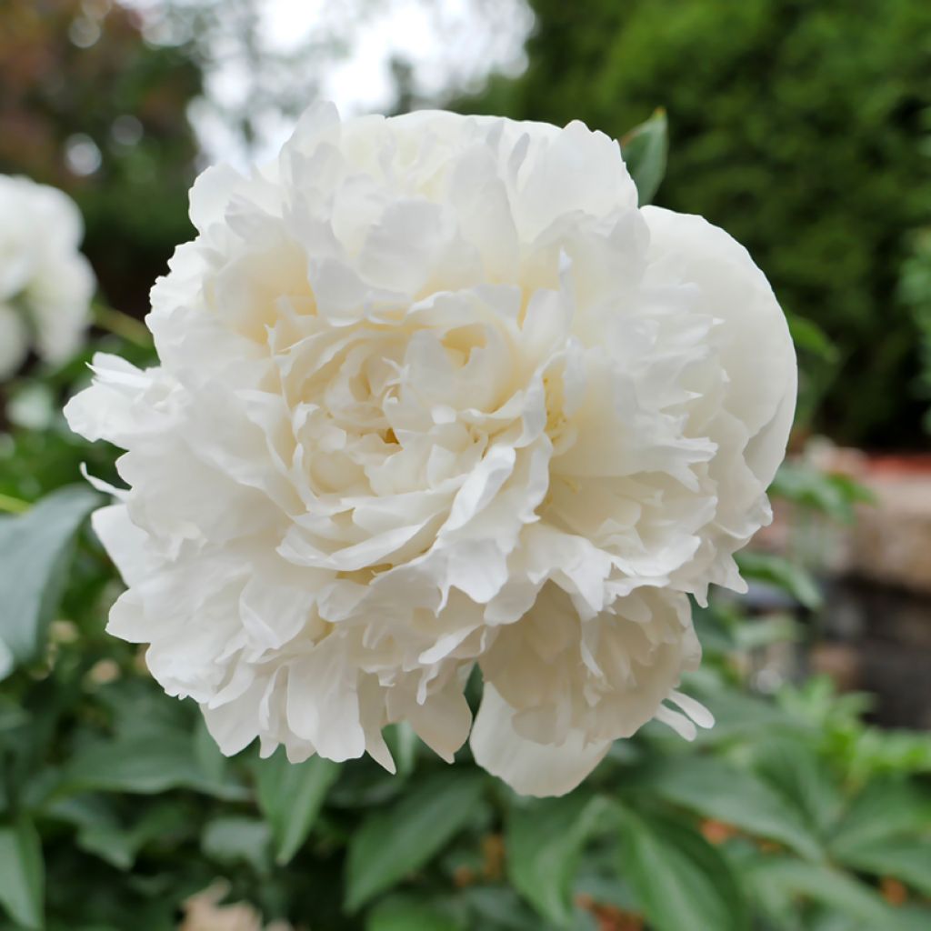 Paeonia lactiflora Duchesse de Nemours