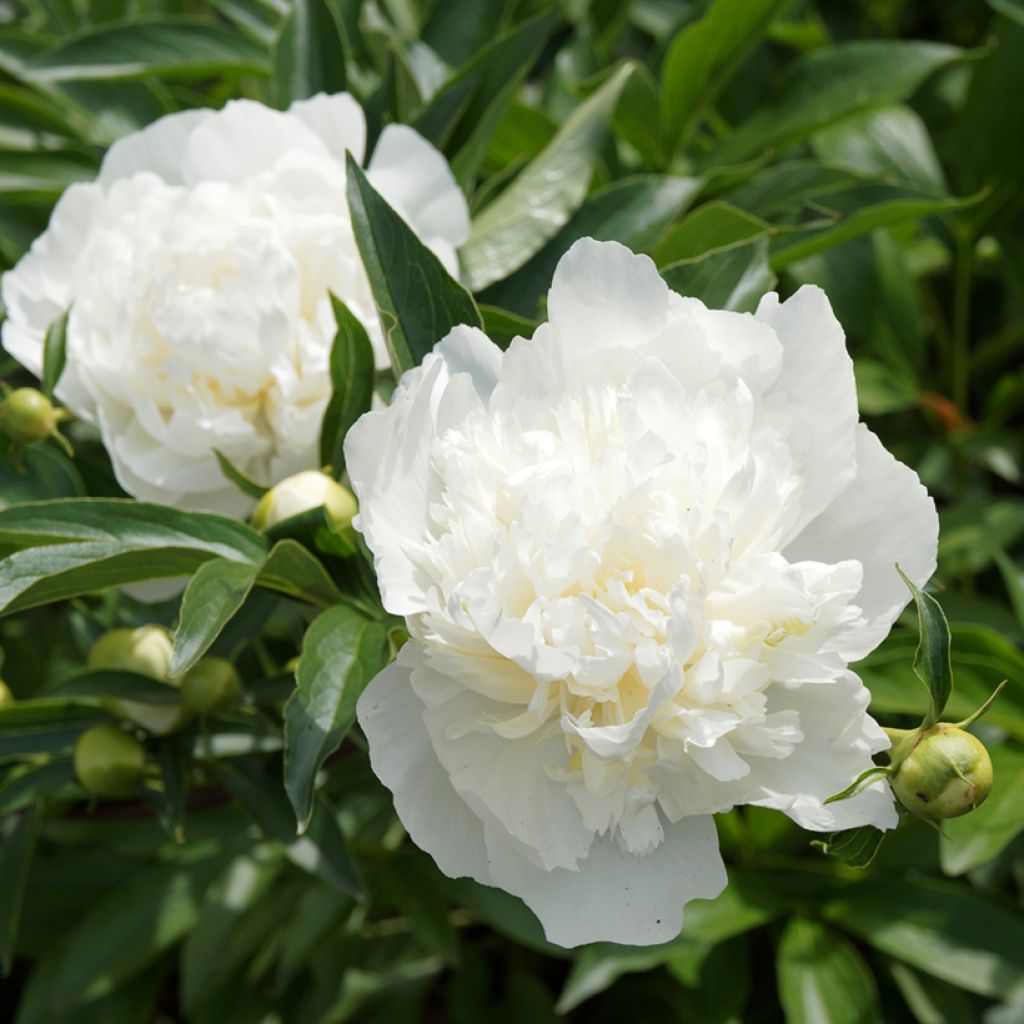 Paeonia lactiflora Duchesse de Nemours