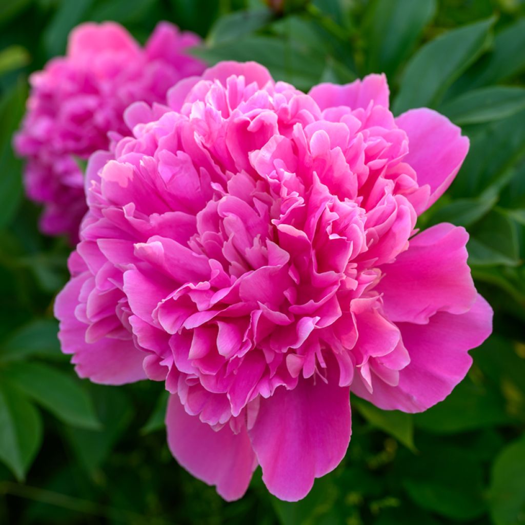 Paeonia lactiflora Edulis Superba