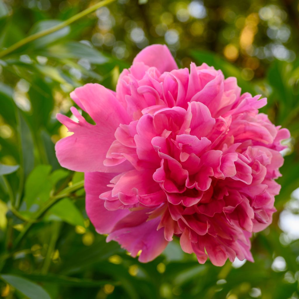 Paeonia lactiflora Edulis Superba