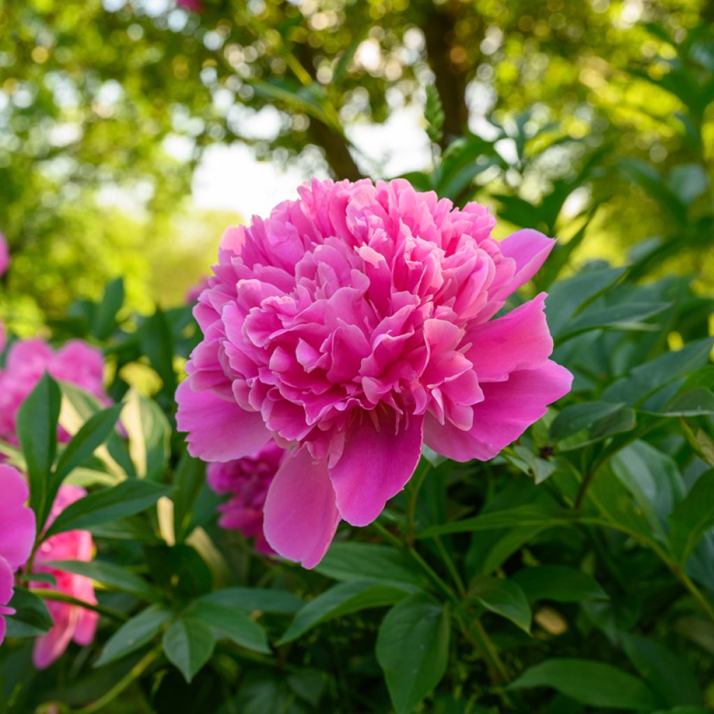 Paeonia lactiflora Edulis Superba