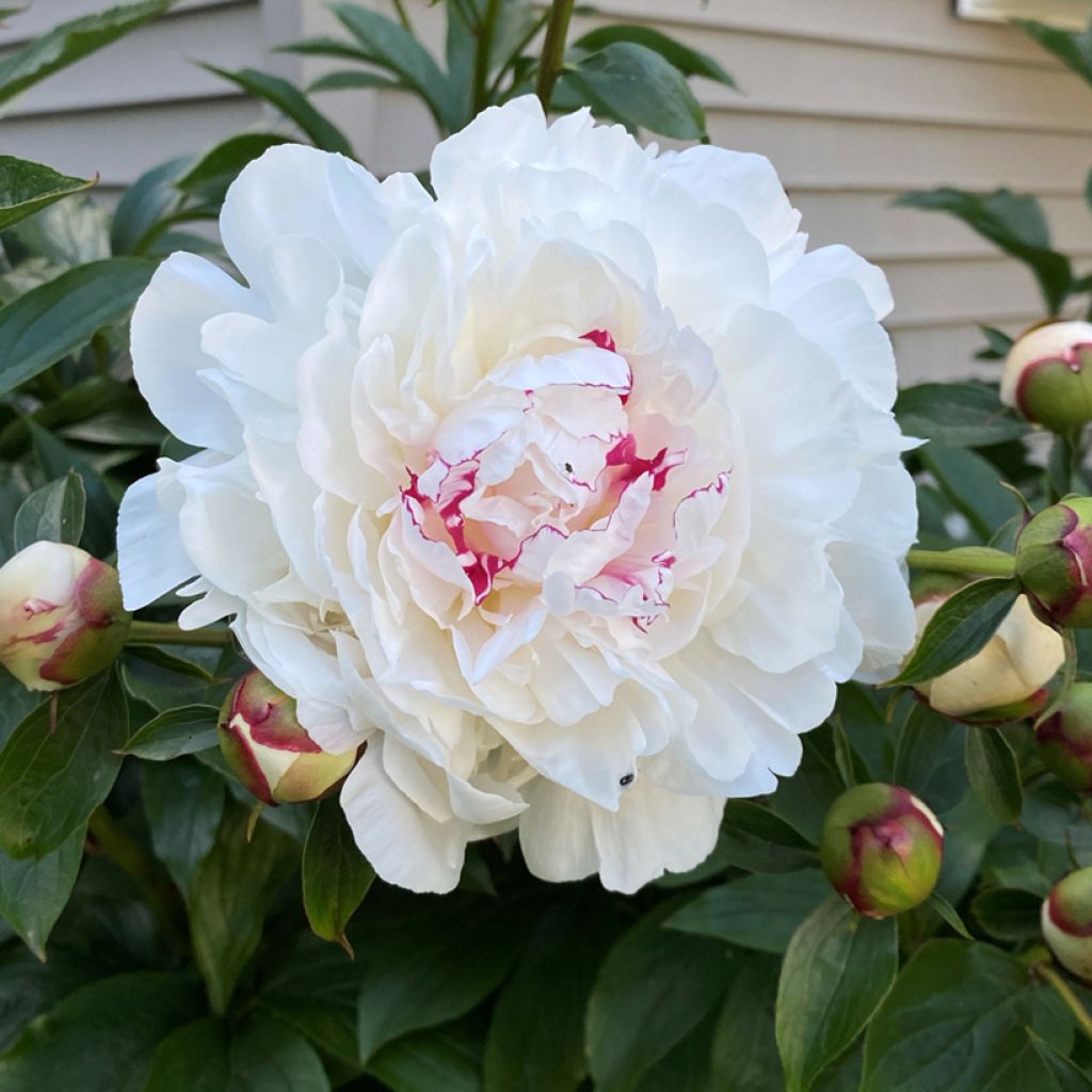 Paeonia lactiflora Festiva Maxima