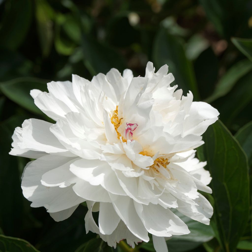 Paeonia lactiflora Festiva Maxima