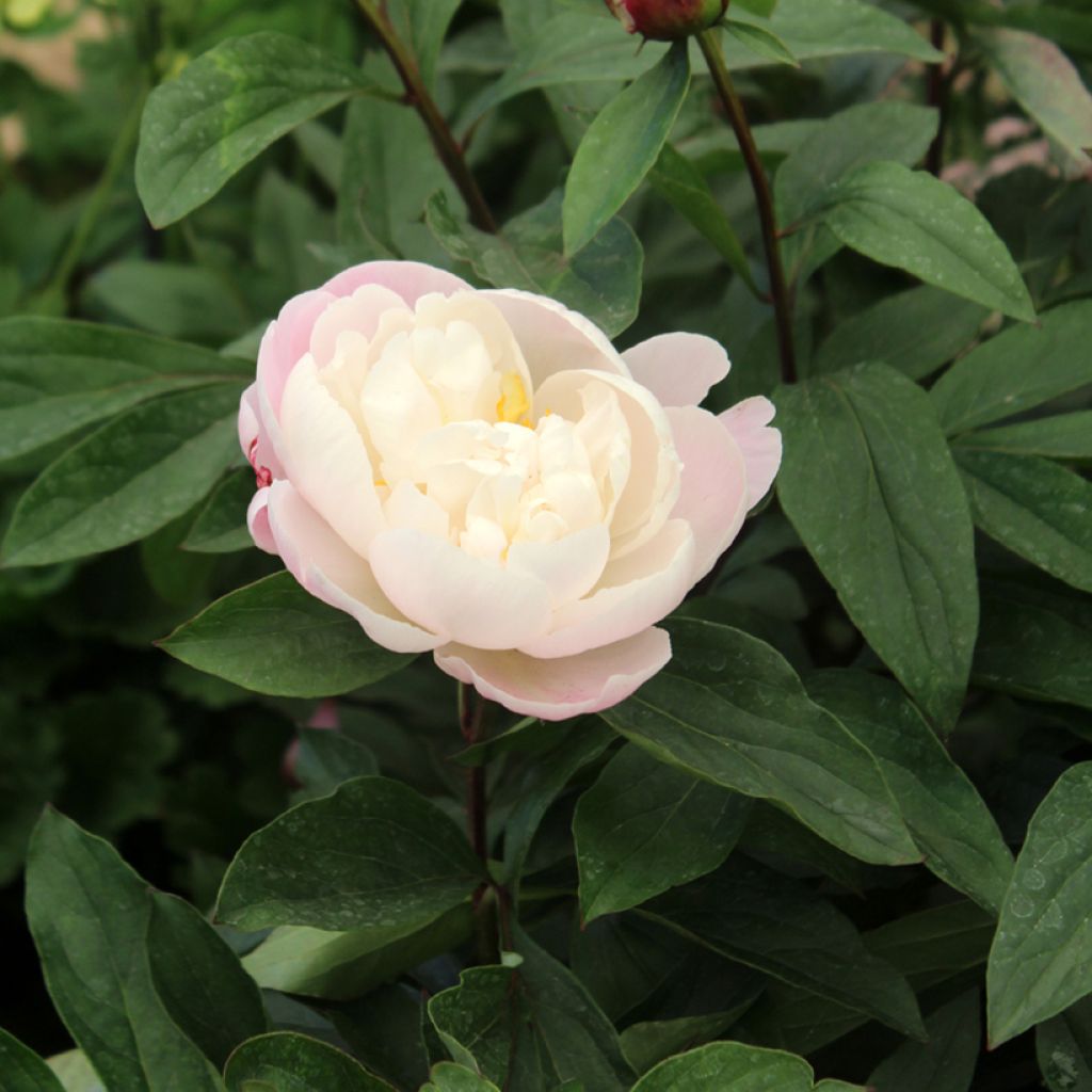 Paeonia lactiflora Gardenia