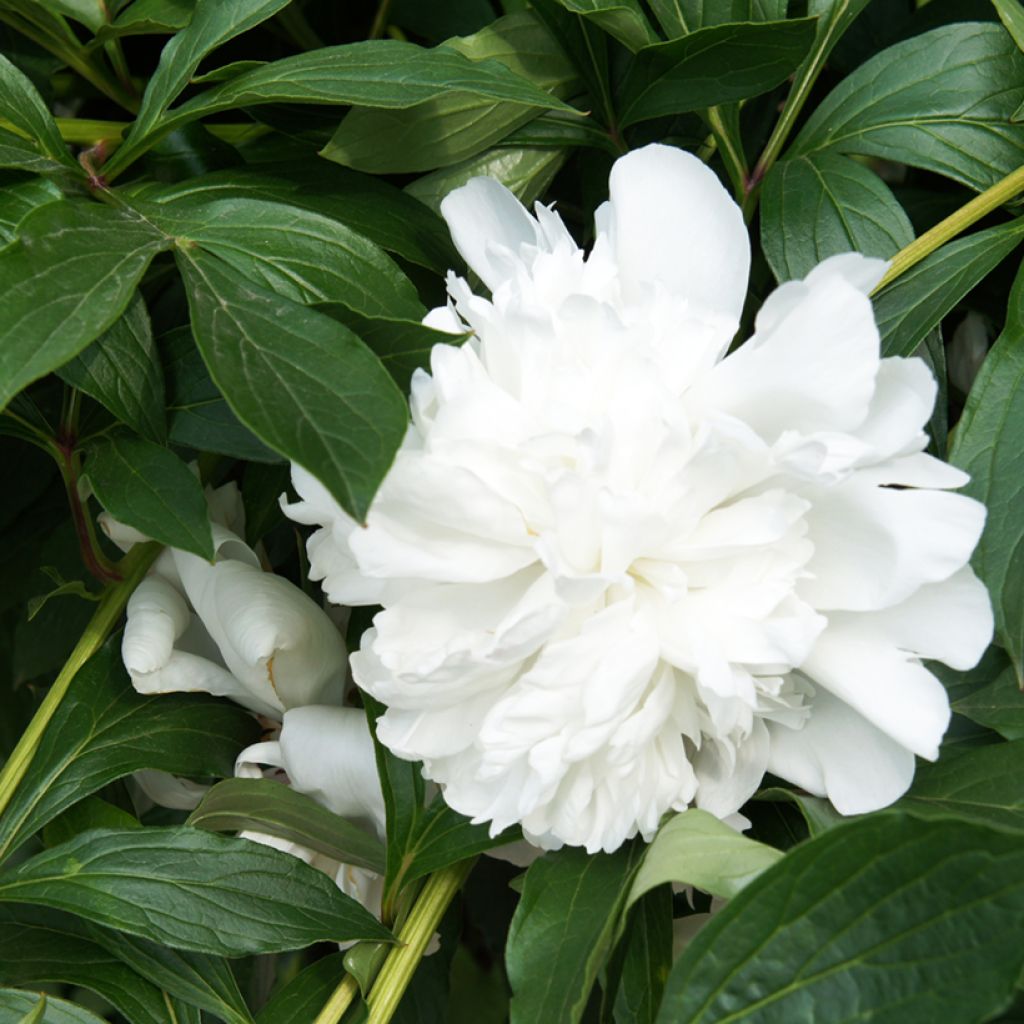 Paeonia lactiflora Gardenia