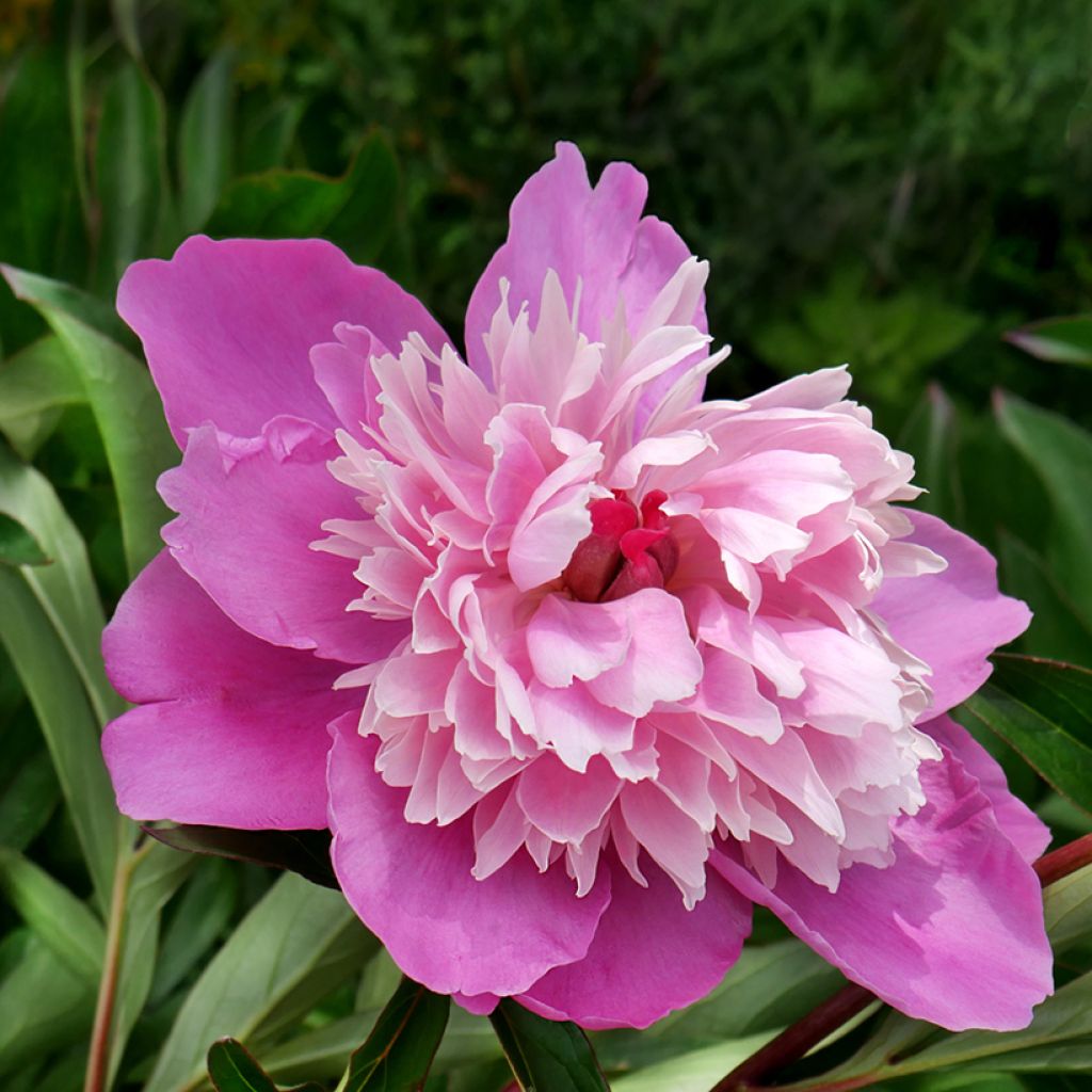 Paeonia lactiflora Gay Paree