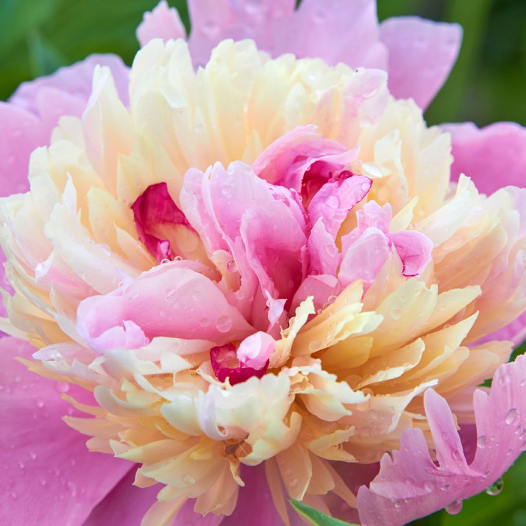 Paeonia lactiflora Gay Paree