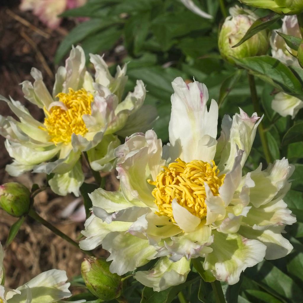 Pivoine lactiflora Green Lotus