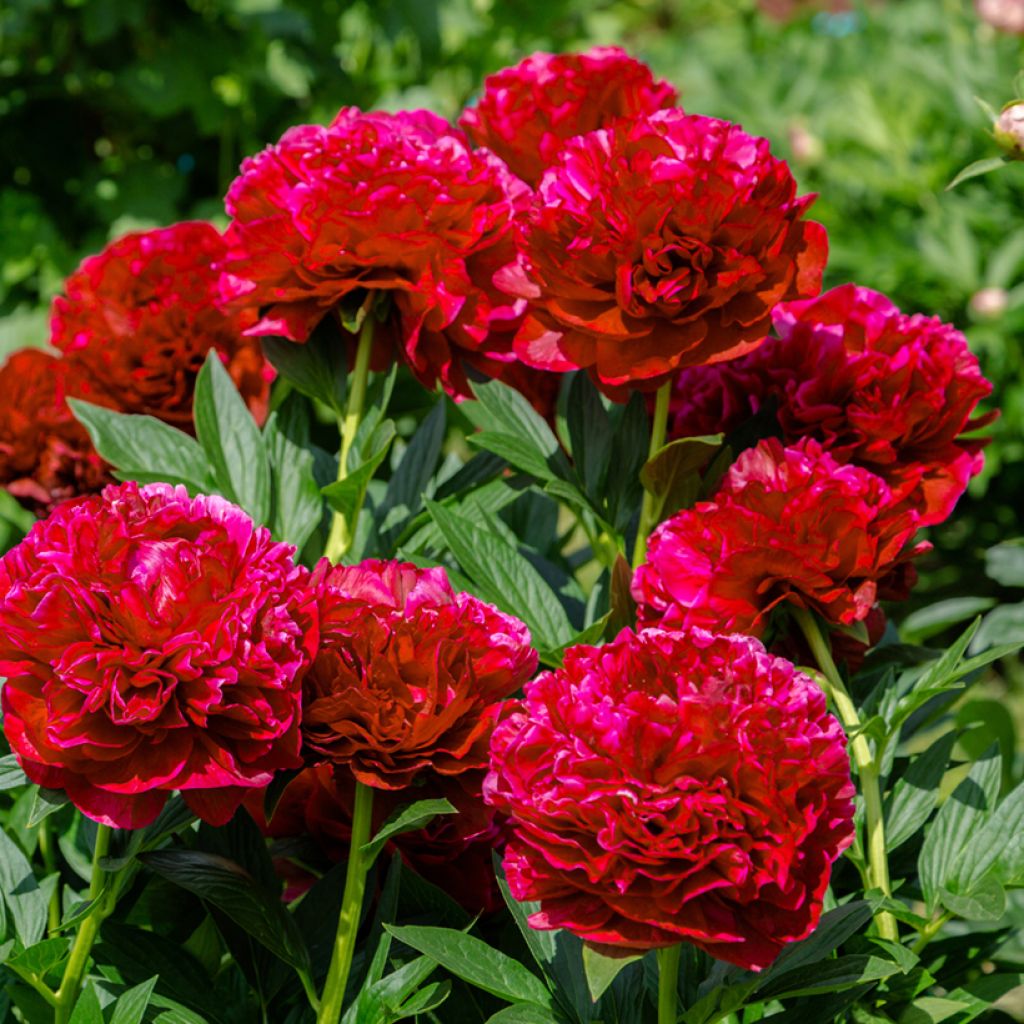 Paeonia lactiflora Bockstoce