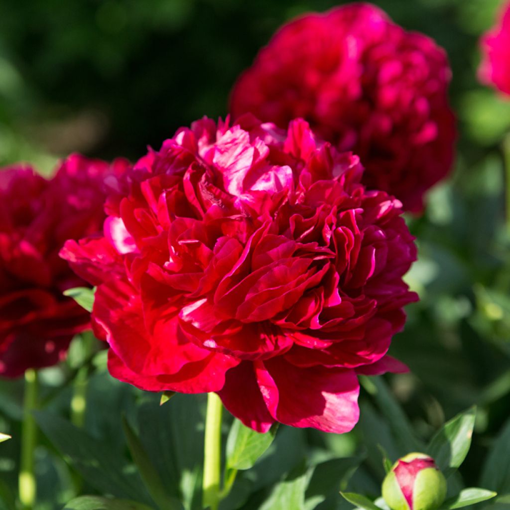 Paeonia lactiflora Bockstoce