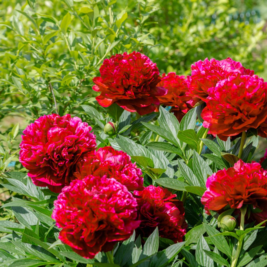 Paeonia lactiflora Bockstoce