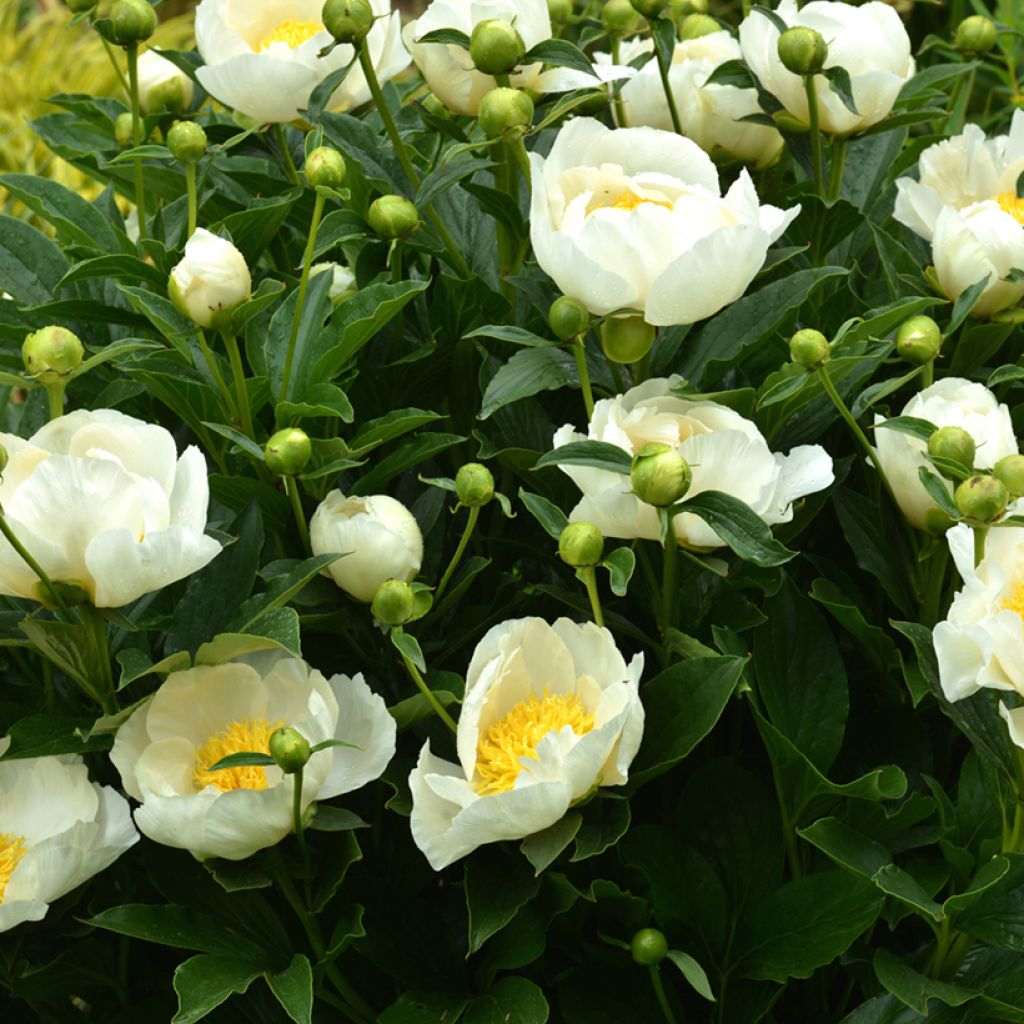 Paeonia lactiflora Jan van Leeuwen - Garden Peony