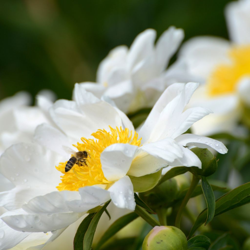 Paeonia lactiflora Jan van Leeuwen - Garden Peony