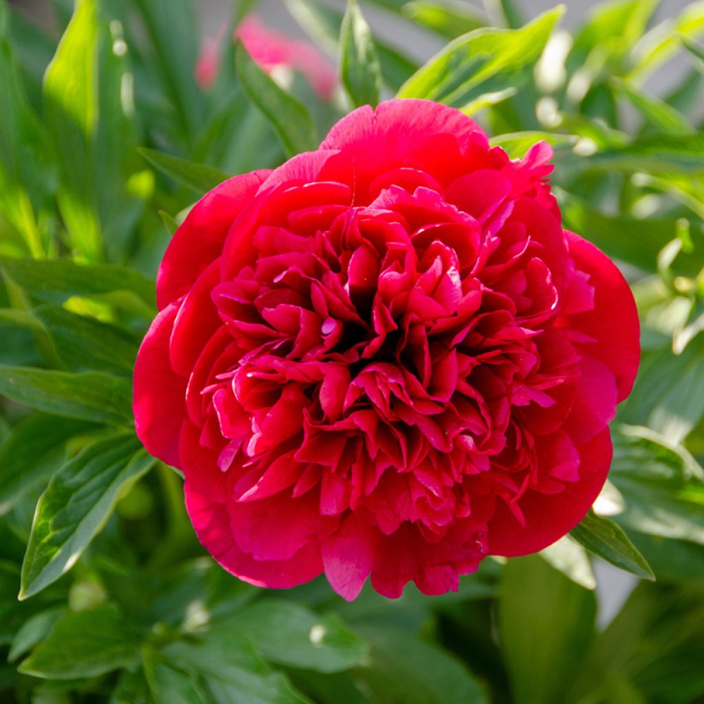 Paeonia lactiflora Kansas