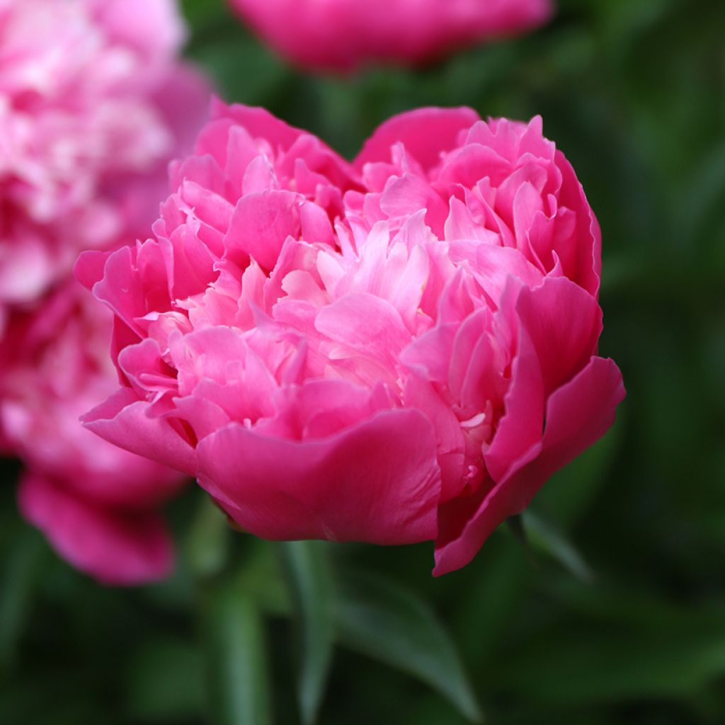 Paeonia lactiflora Karl Rosenfield