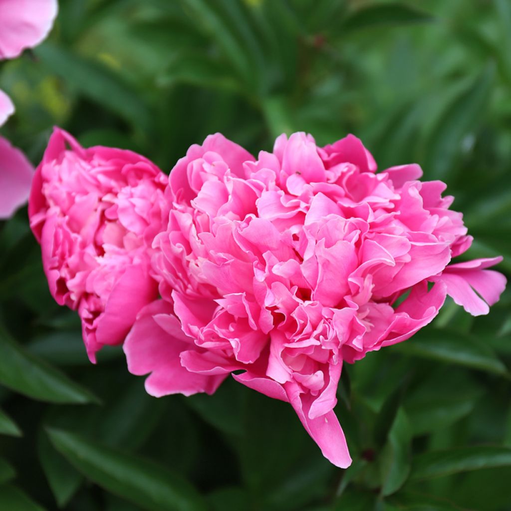 Paeonia lactiflora Karl Rosenfield