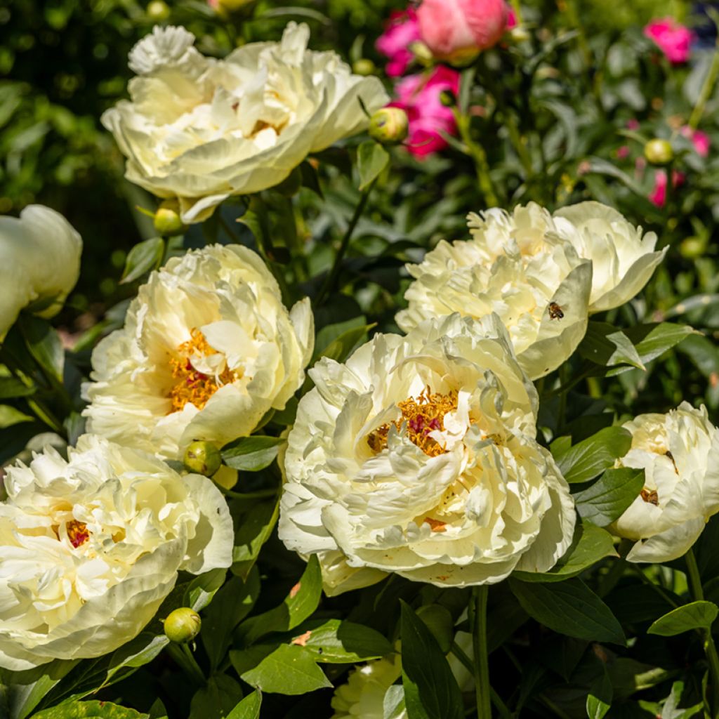 Paeonia lactiflora Lemon Chiffon