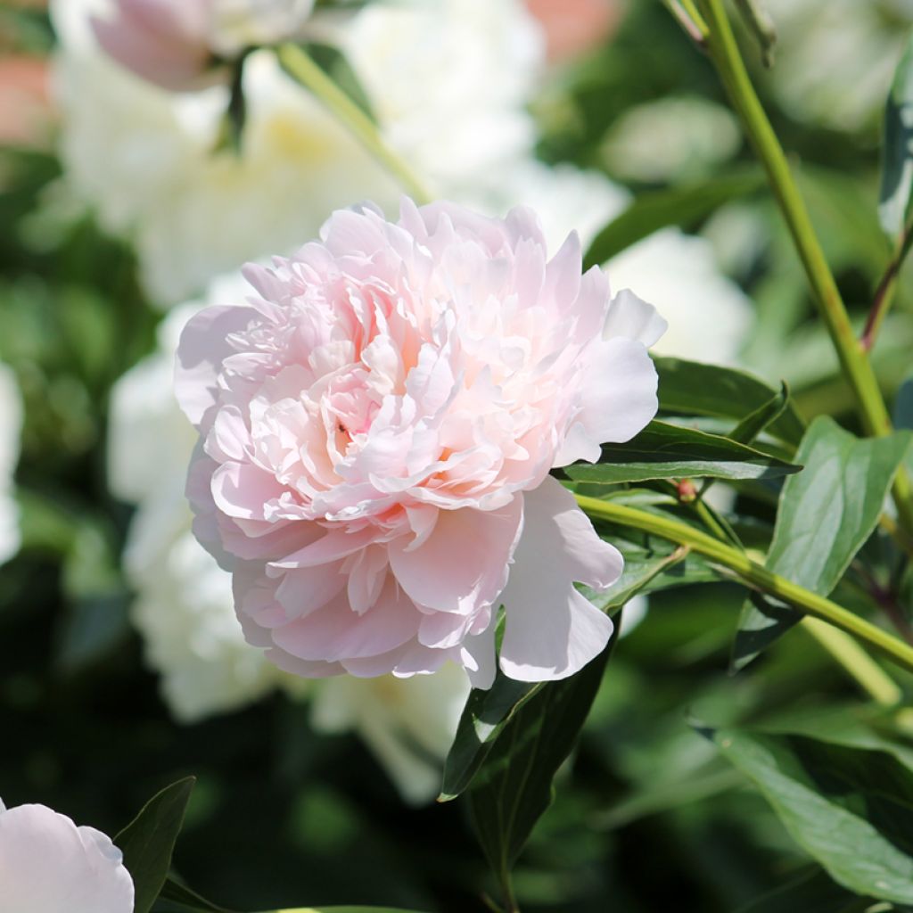 Paeonia lactiflora Madame Calot - Chinese peony with double anemone ...