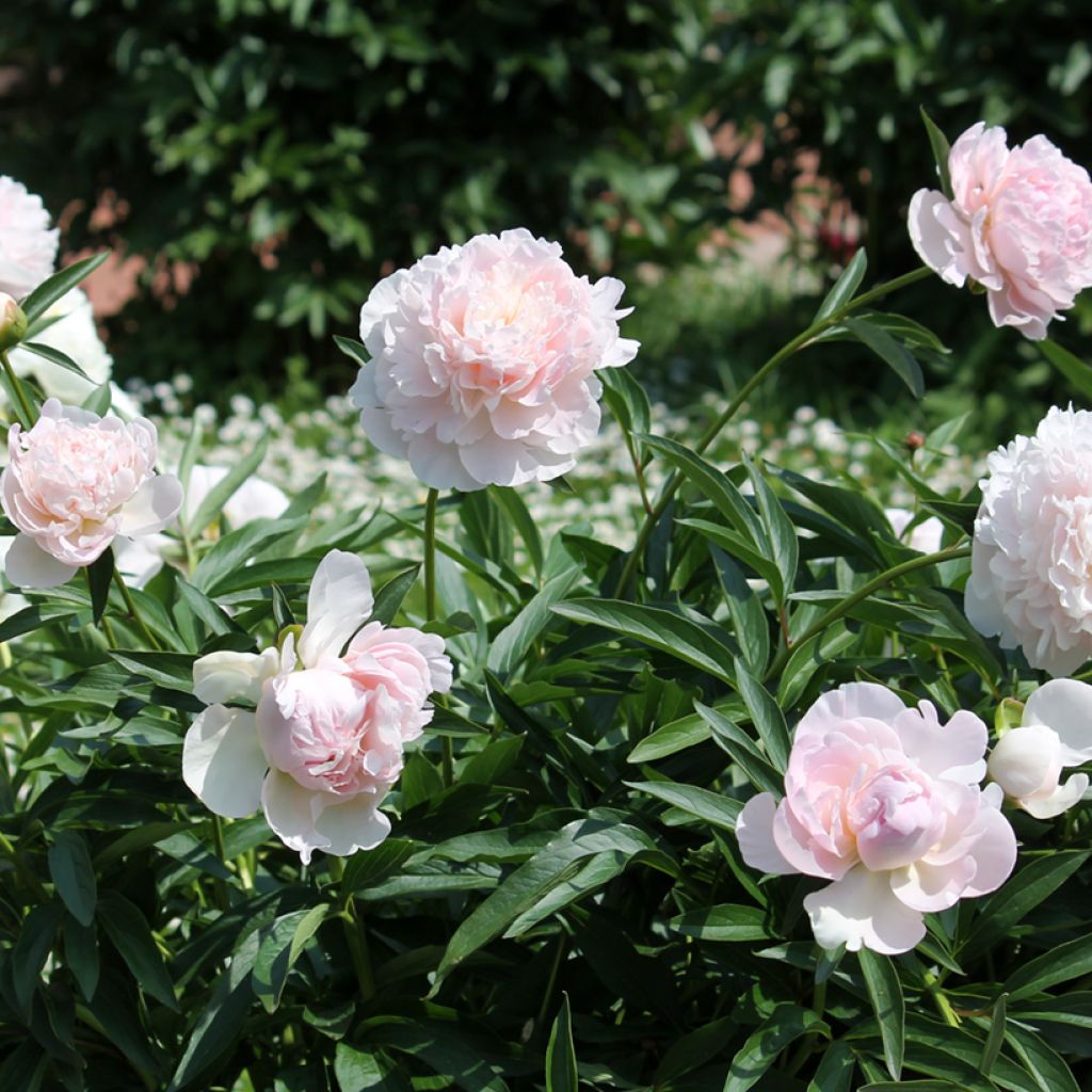 Paeonia lactiflora Madame Calot