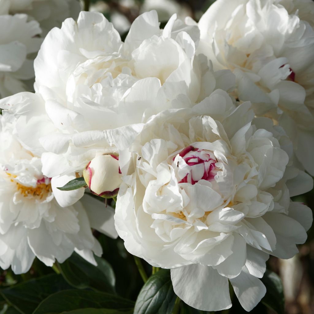 Paeonia lactiflora Marie lemoine