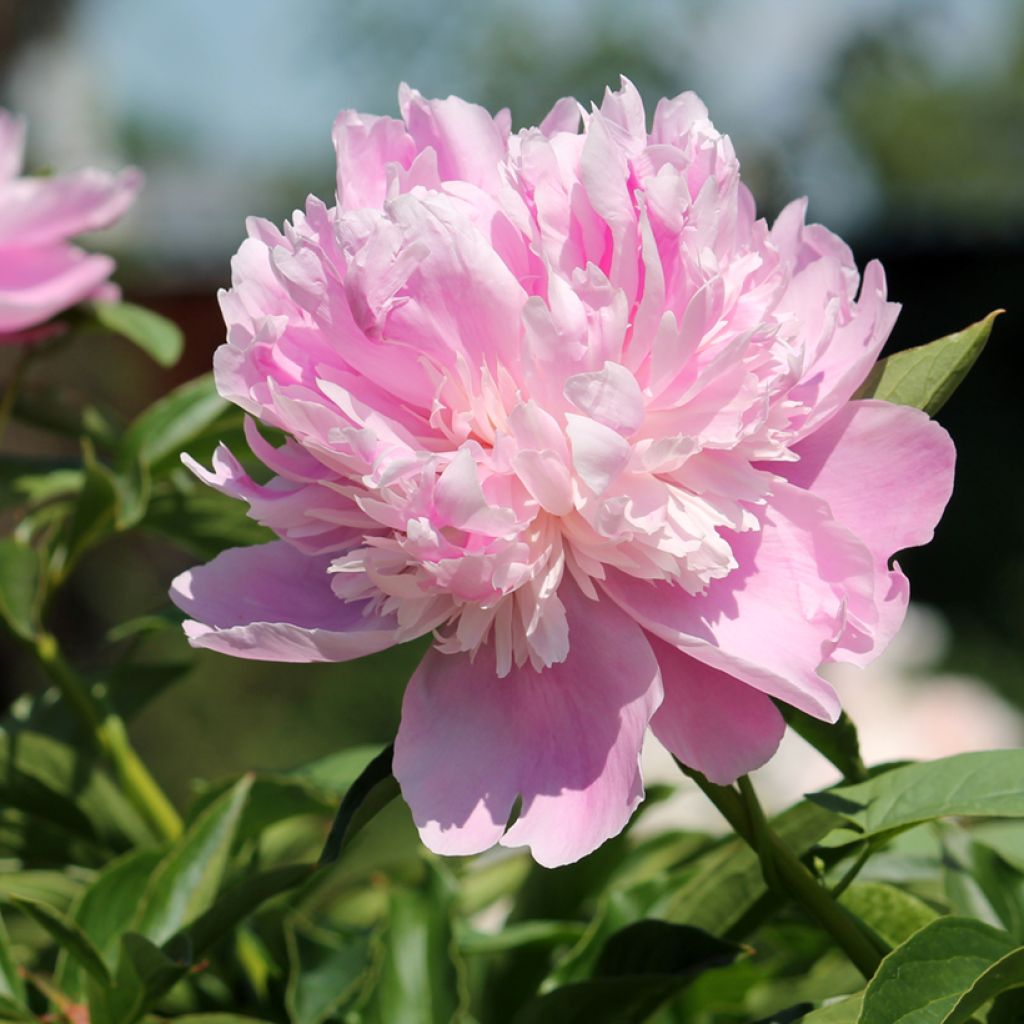 Paeonia x lactiflora Monsieur Jules Elie