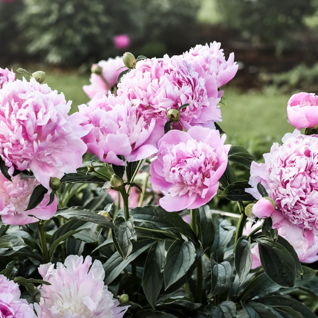 Paeonia x lactiflora Monsieur Jules Elie