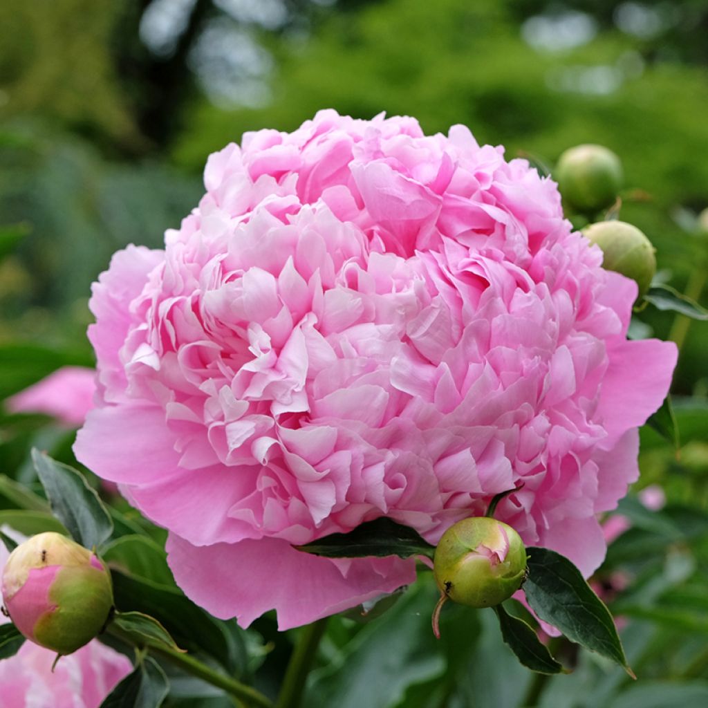 Paeonia x lactiflora Monsieur Jules Elie