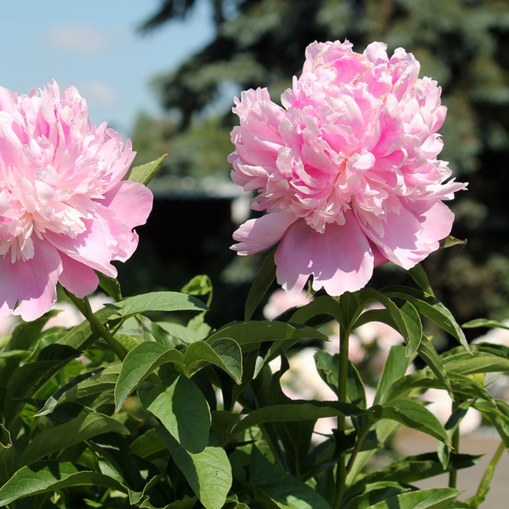 Paeonia x lactiflora Monsieur Jules Elie