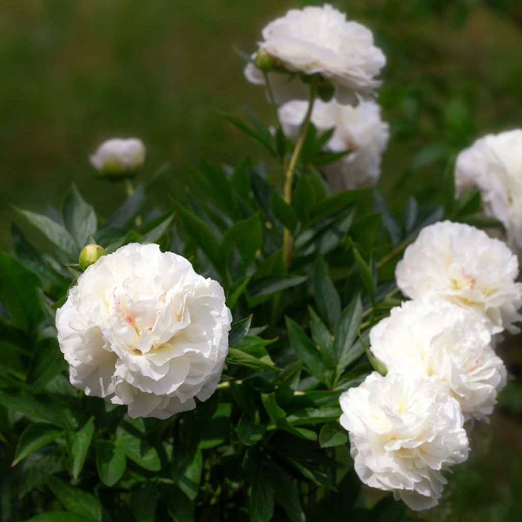 Paeonia lactiflora Mother's Choice