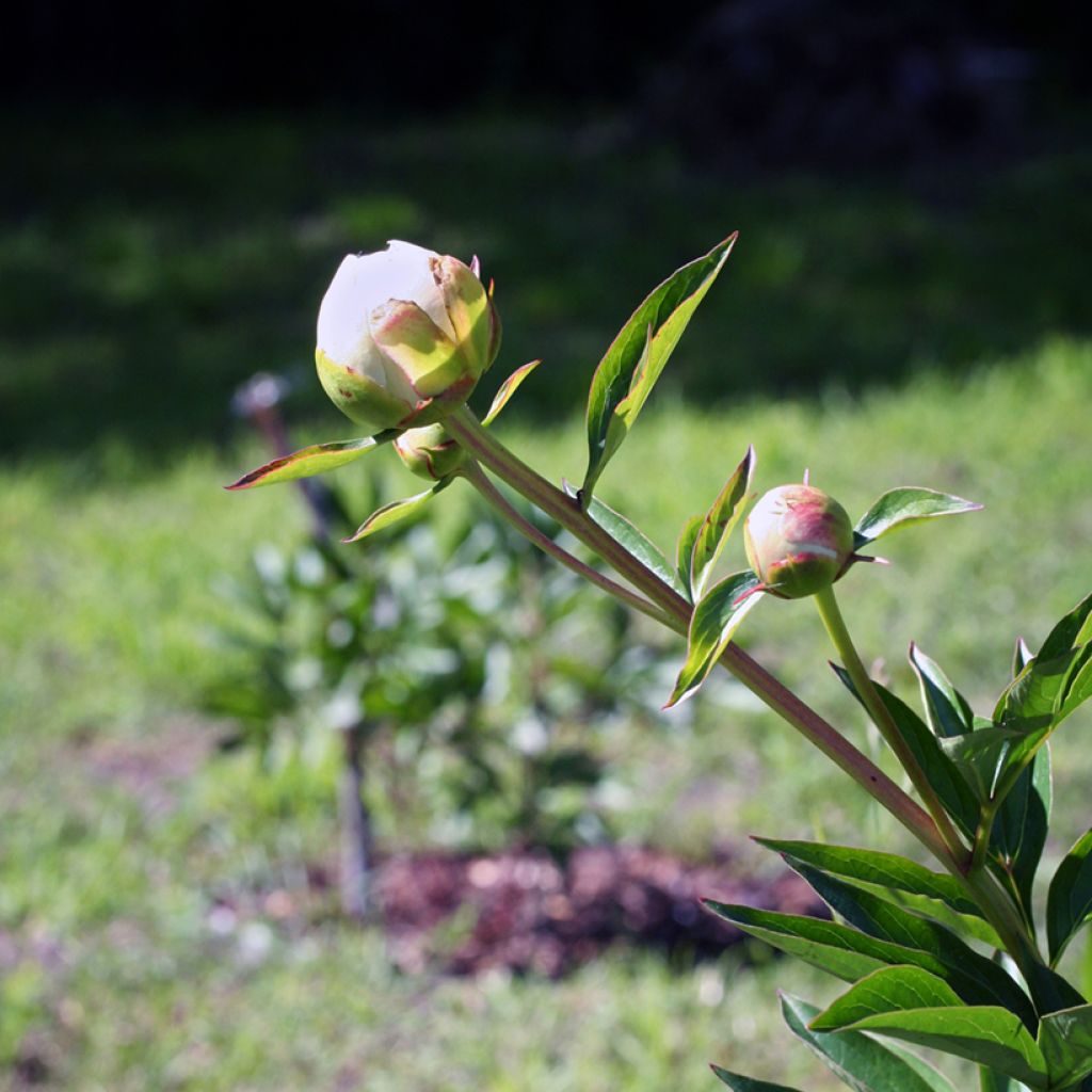 Paeonia lactiflora Mother's Choice