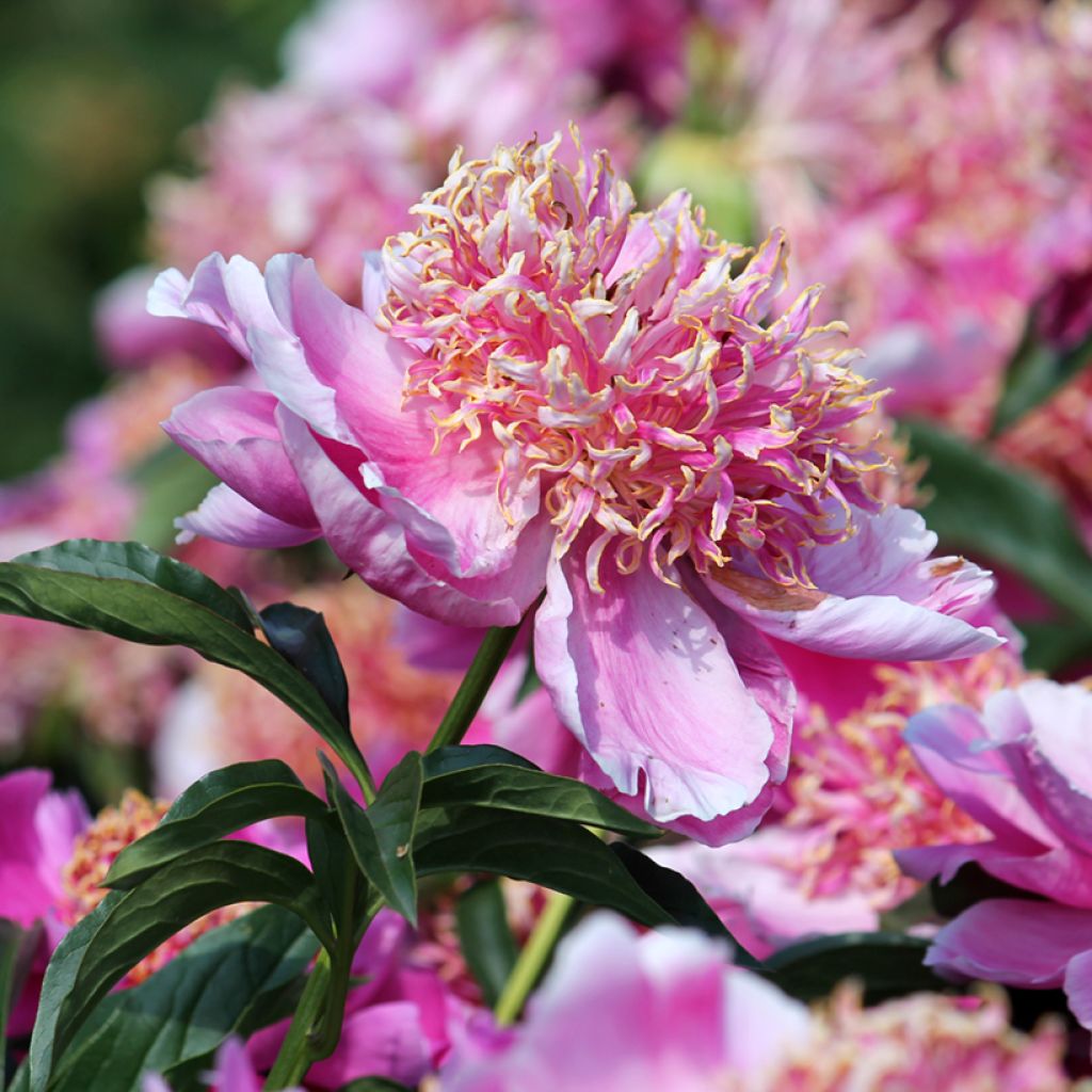 Paeonia x lactiflora Neon